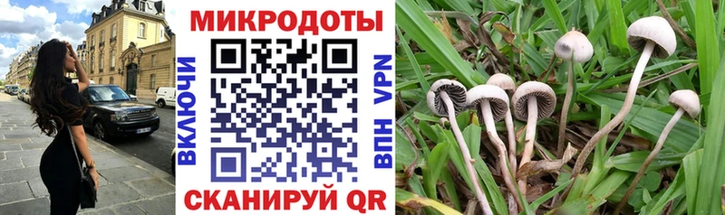 где купить наркоту  Чита  Псилоцибиновые грибы Cubensis 
